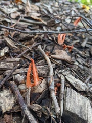 Pseudocolus fusiformis