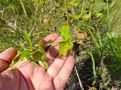 Veronica teucrium
