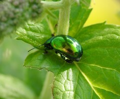 Chrysolina herbacea