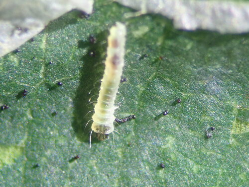Nut Leaf Blister Moth