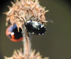 Tritomegas sexmaculatus