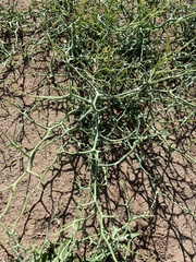 Allenrolfea occidentalis