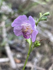 Agalinis maritima