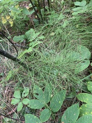 Equisetum sylvaticum