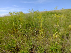 Senecio doria