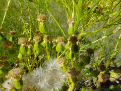 Senecio doria
