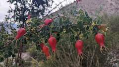 Rosa webbiana