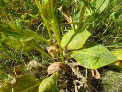 Senecio doria