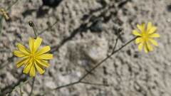 Crepidinae