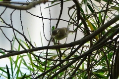 Phylloscopus inornatus