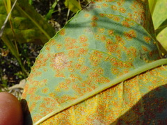 Coleosporium senecionis