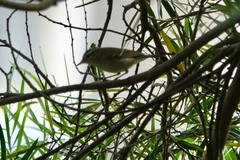 Phylloscopus inornatus
