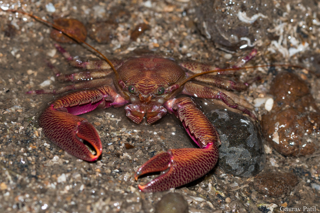 Petrolisthes