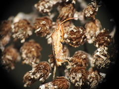 Stictopleurus abutilon