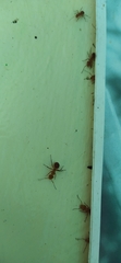 Camponotus rectangularis
