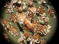 Stictopleurus abutilon