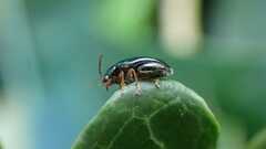 Psylliodes chrysocephala