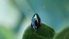 Psylliodes chrysocephala