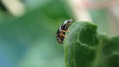 Psylliodes chrysocephala