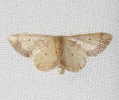 Idaea demissaria
