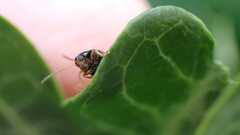 Psylliodes chrysocephala