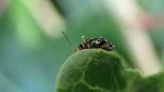 Psylliodes chrysocephala