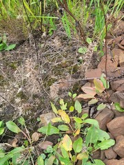 Dracocephalum nutans