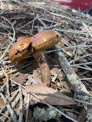 Xerocomus subtomentosus