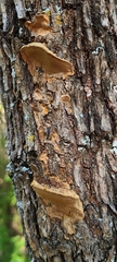 Fuscoporia gilva