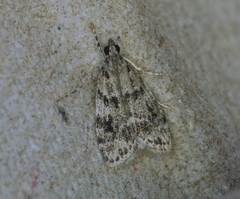 Scoparia basalis