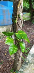 Epipremnum