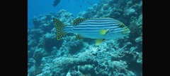 Plectorhinchus vittatus