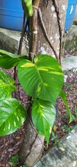 Epipremnum