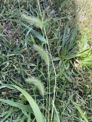 Setaria faberi