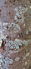 Physcia caesia