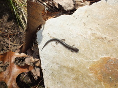 Plethodon hoffmani
