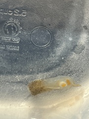 Ecteinascidia turbinata