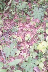 Geranium sylvaticum