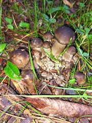 Lyophyllum