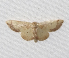 Idaea demissaria