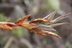Tillandsia latifolia