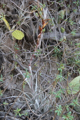Tillandsia latifolia