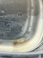 Ecteinascidia turbinata