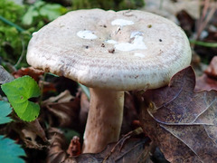 Lactarius glyciosmus