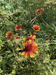 Gaillardia aristata