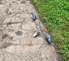 Columba livia domestica