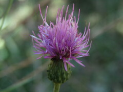 Cirsium canum