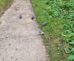 Columba livia domestica