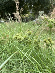 Cyperus eragrostis