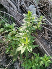 Teucrium